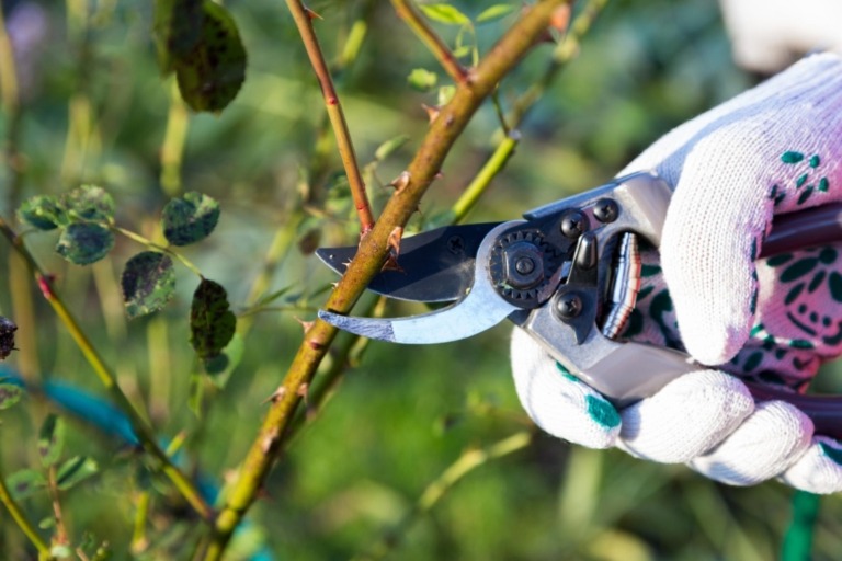 Jardiners a Vilassar de Dalt